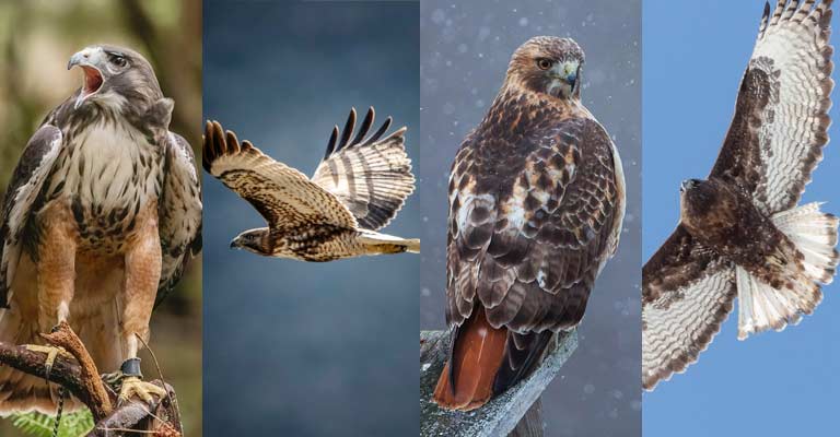 Taxonomy of Alaska Red-tailed Hawk