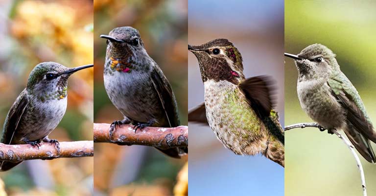 Taxonomy of Anna's Hummingbird