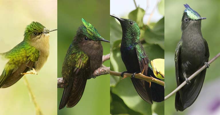 Taxonomy of Antillean Crested Hummingbird
