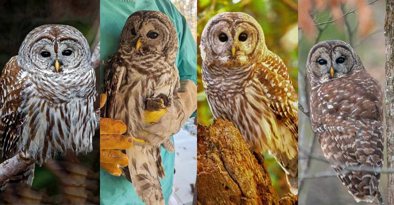 Taxonomy of Barred Owl