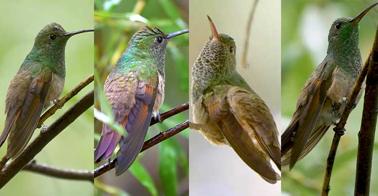 Taxonomy of Berylline Hummingbird