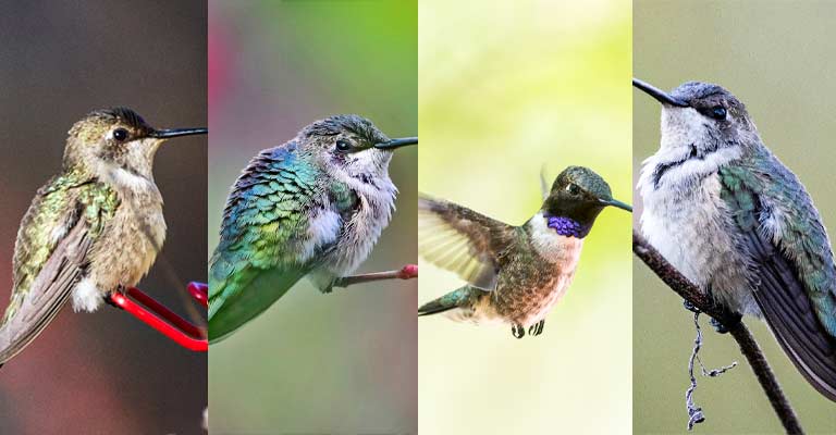 Taxonomy of Black-Chinned Hummingbird