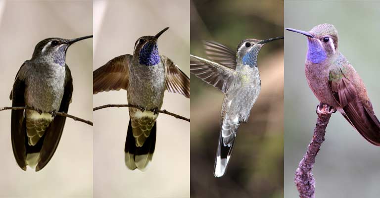 Taxonomy of Blue-throated Mountain-Gem