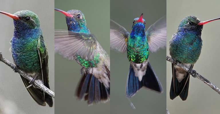 Taxonomy of Broad-billed Hummingbird