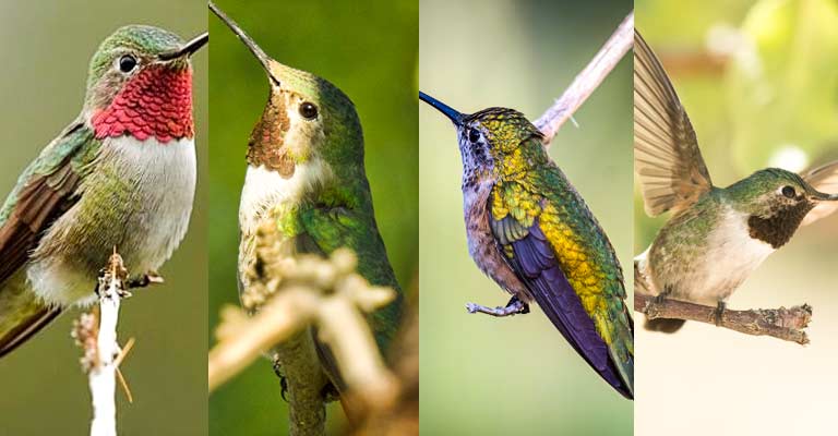 Taxonomy of Broad-tailed Hummingbird