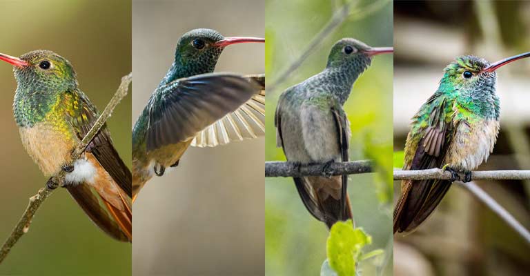 Taxonomy of Buff-bellied Hummingbird