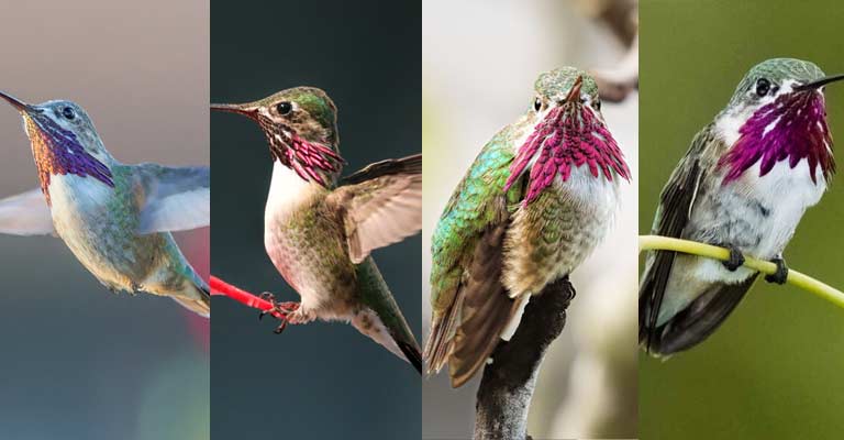 Taxonomy of Calliope Hummingbird