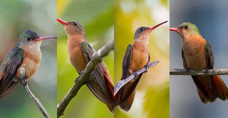 Taxonomy of Cinnamon Hummingbird