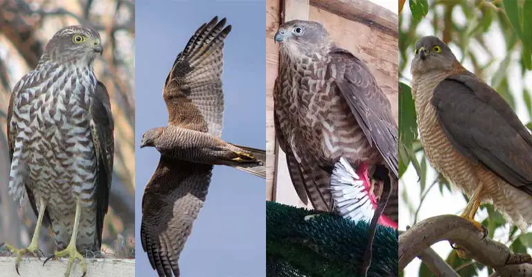 Taxonomy of Collared Sparrowhawk