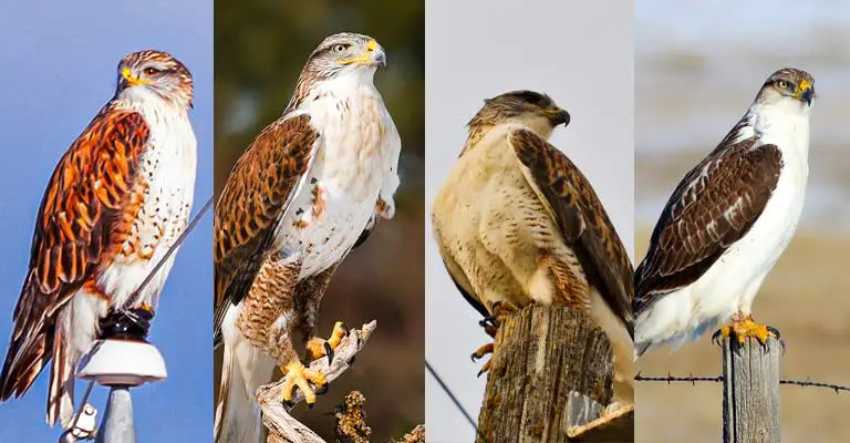 Taxonomy of Ferruginous Hawk