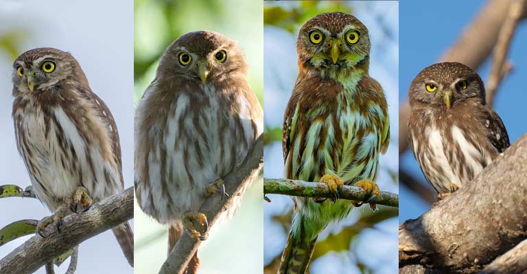 Taxonomy of Ferruginous Pygmy Owl