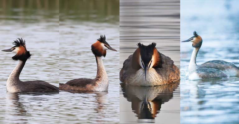 Taxonomy of Grebes