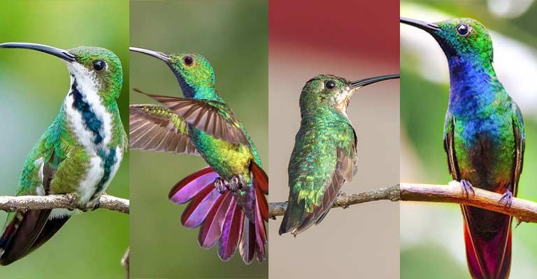 Taxonomy of Green-Breasted Mango