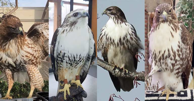 Taxonomy of Harlan's Hawk