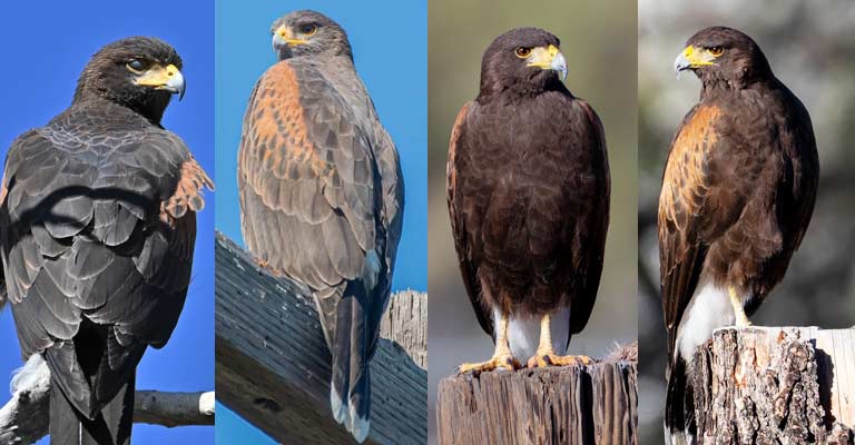 Taxonomy of Harris's Hawk