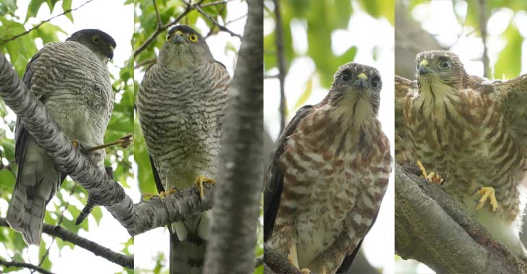Taxonomy of Japanese Sparrowhawk