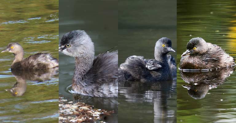 Taxonomy of Least Grebe