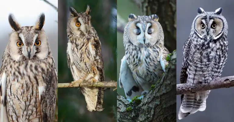 Taxonomy of Long-eared Owl