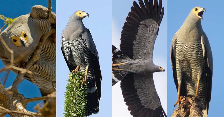 Taxonomy of Madagascar Harrier-hawk