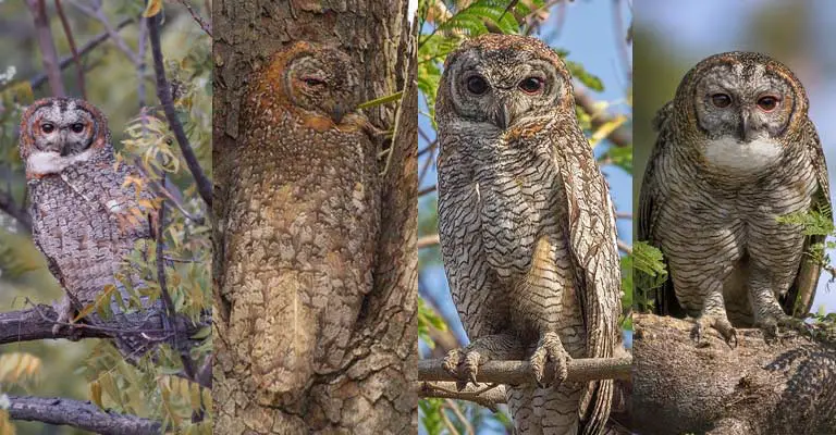 Taxonomy of Mottled Owl