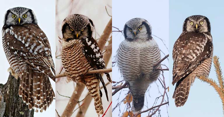 Taxonomy of Northern Hawk-Owl