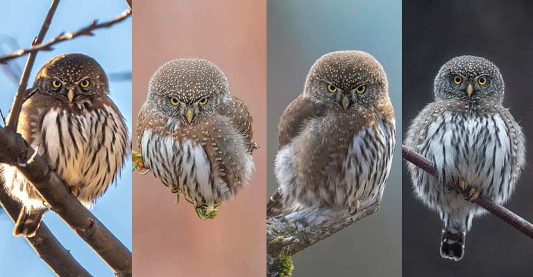 Taxonomy of Northern Pygmy Owl