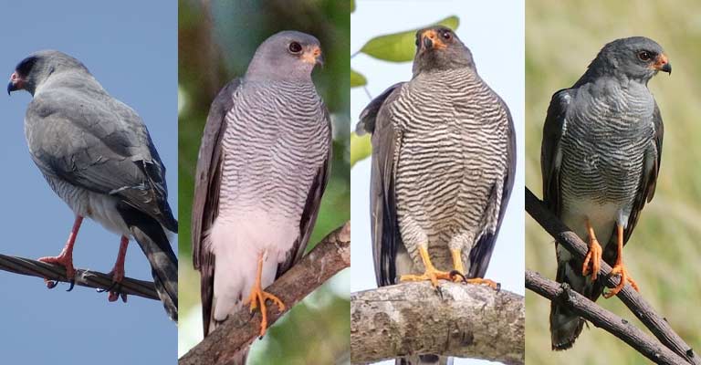 Taxonomy of Ovambo Sparrowhawk