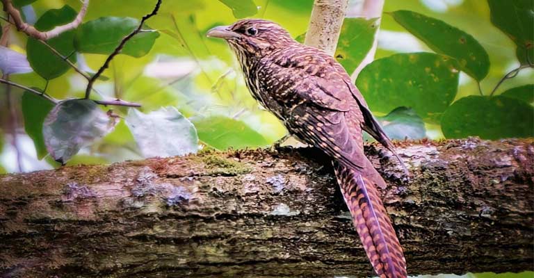 Taxonomy of Pacific Long-tailed Cuckoo