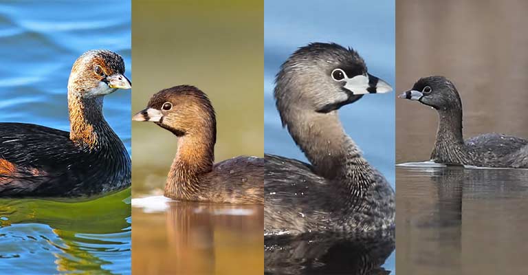 Taxonomy of Pied-billed Grebe