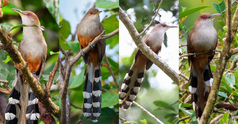 Taxonomy of Puerto Rican Lizard Cuckoo