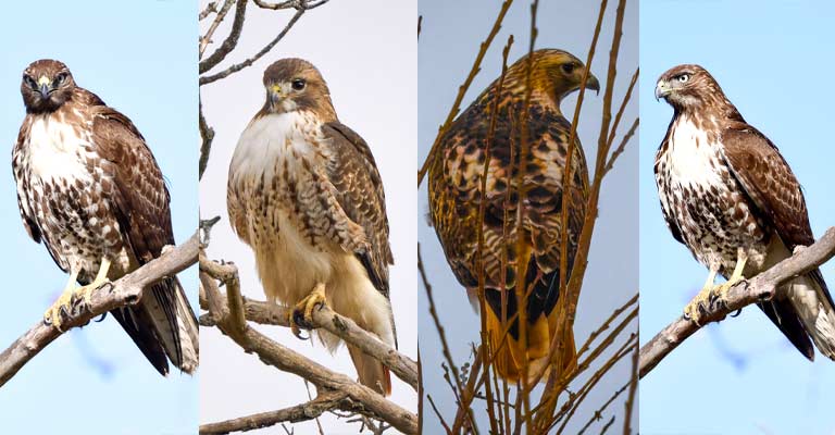 Taxonomy of Red-Tailed Hawk