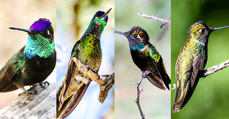 Taxonomy of Rivoli's Hummingbird