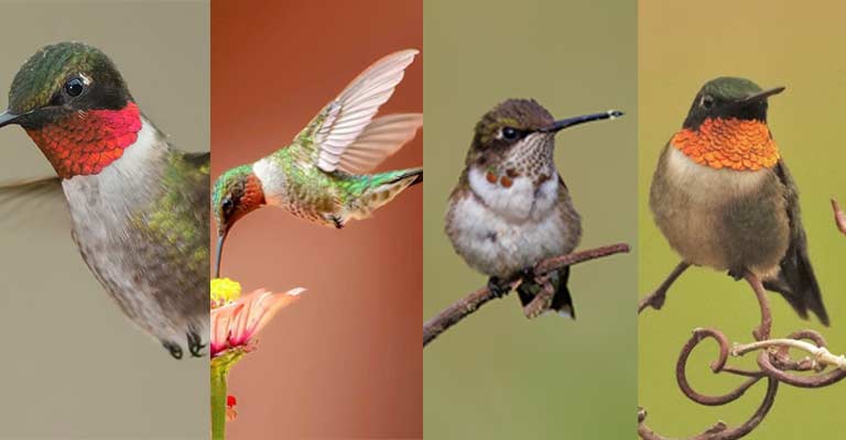 Taxonomy of Ruby-Throated Hummingbird
