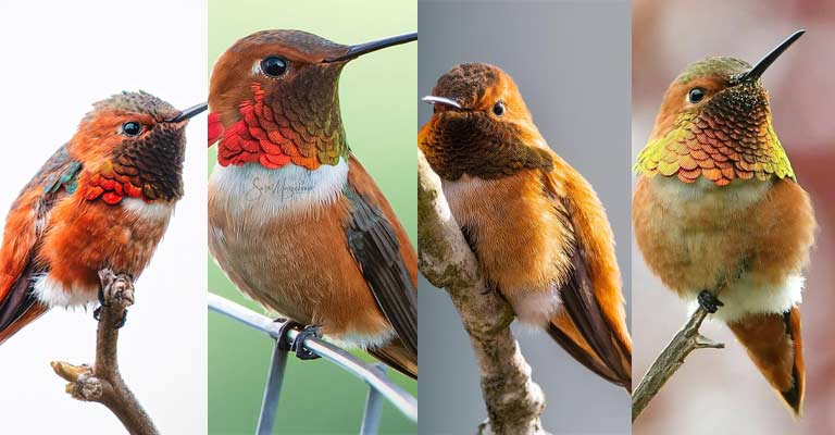 Taxonomy of Rufous Hummingbird