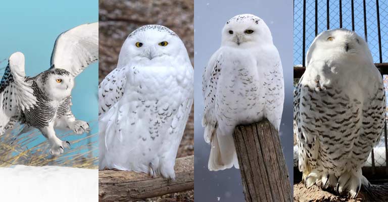 Taxonomy of Snowy Owl