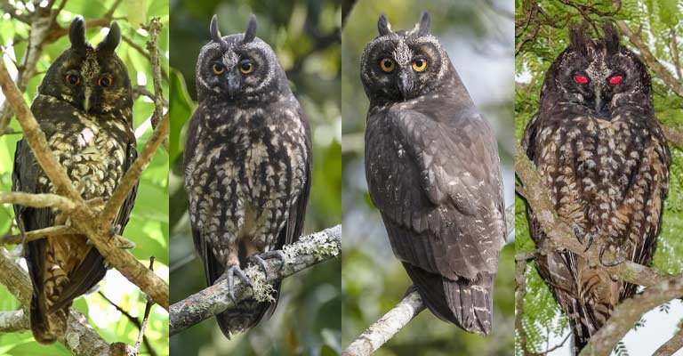 Taxonomy of Stygian Owl