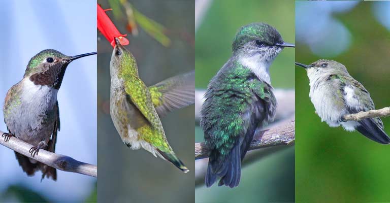 Taxonomy of Vervain Hummingbird