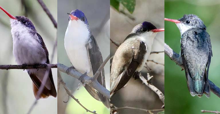 Taxonomy of Violet-crowned Hummingbird