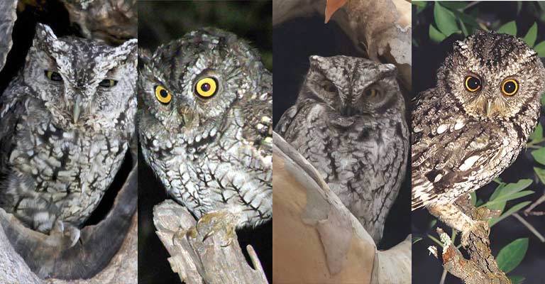 Taxonomy of Whiskered Screech Owl
