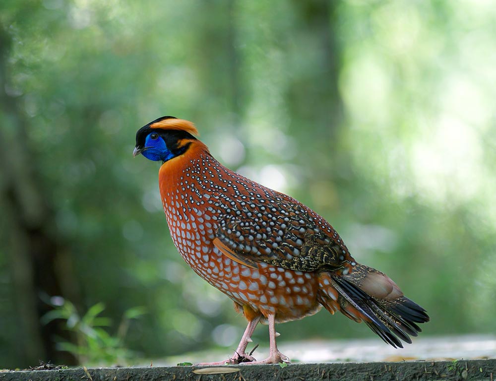 Temminck's Tragopan