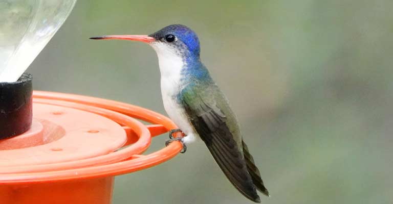 The Enigmatic Story of the Violet-crowned Hummingbird