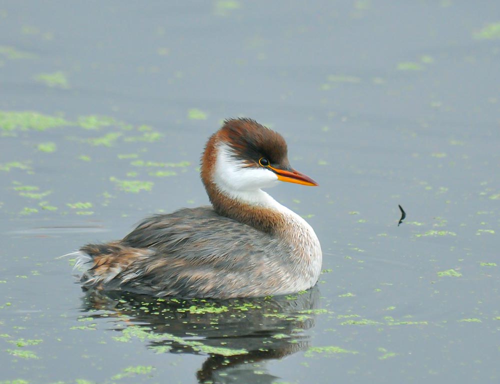 Titicaca Grebe