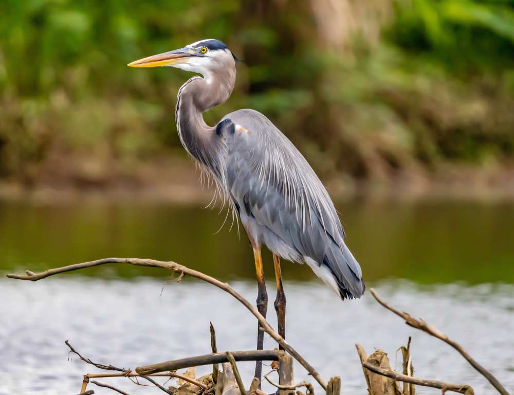 Tricolored Heron