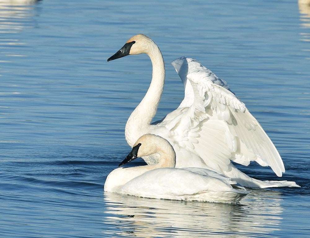 Trumpeter Swan