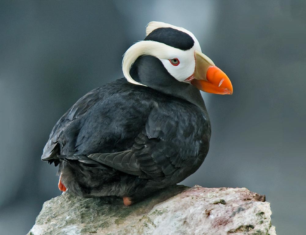 Tufted Puffin