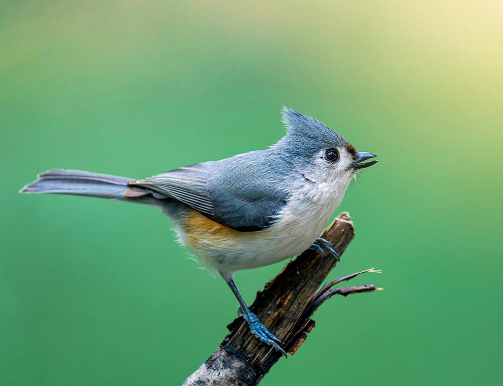 Tufted Titmouse