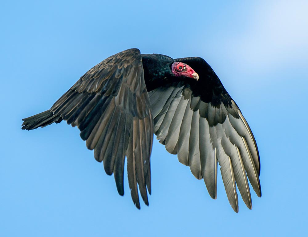 Turkey Vulture