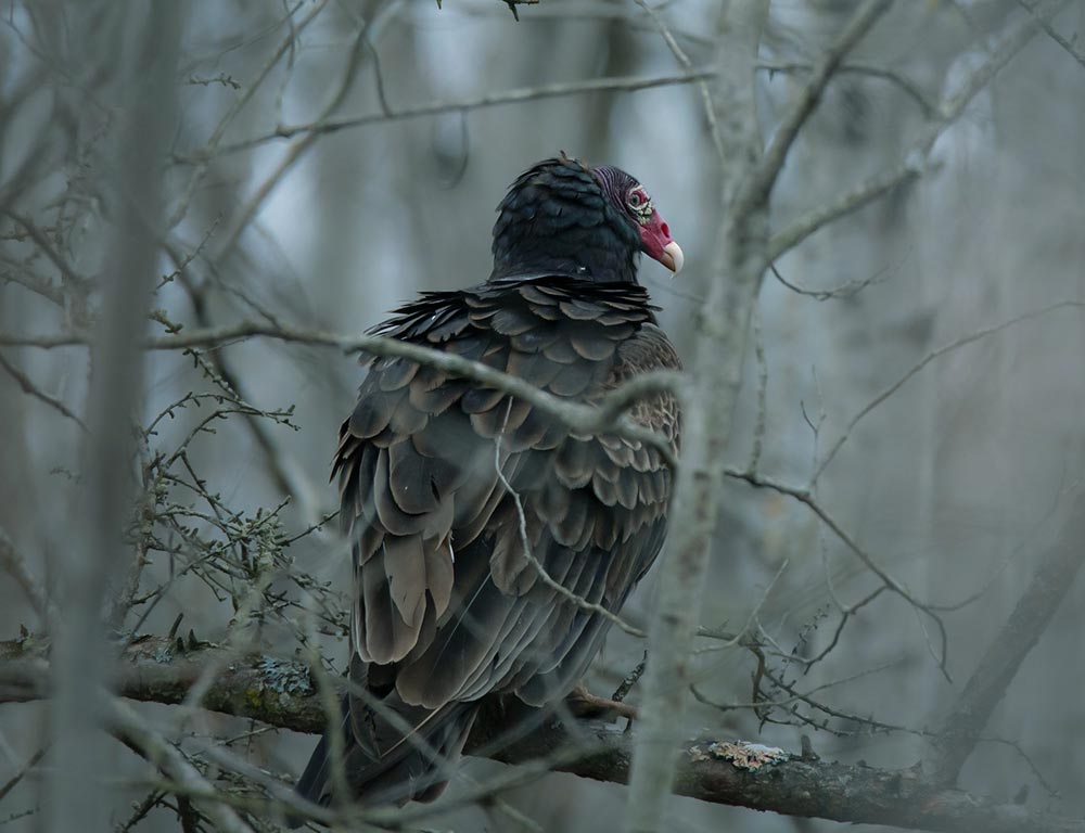 Turkey Vulture