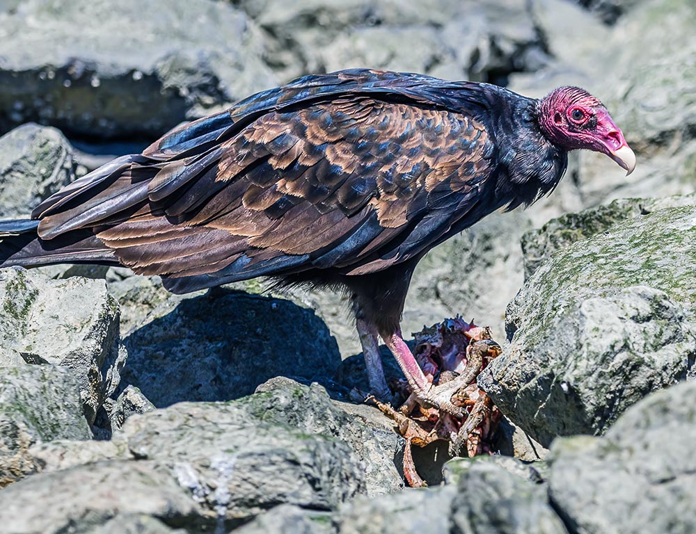 Turkey Vulture