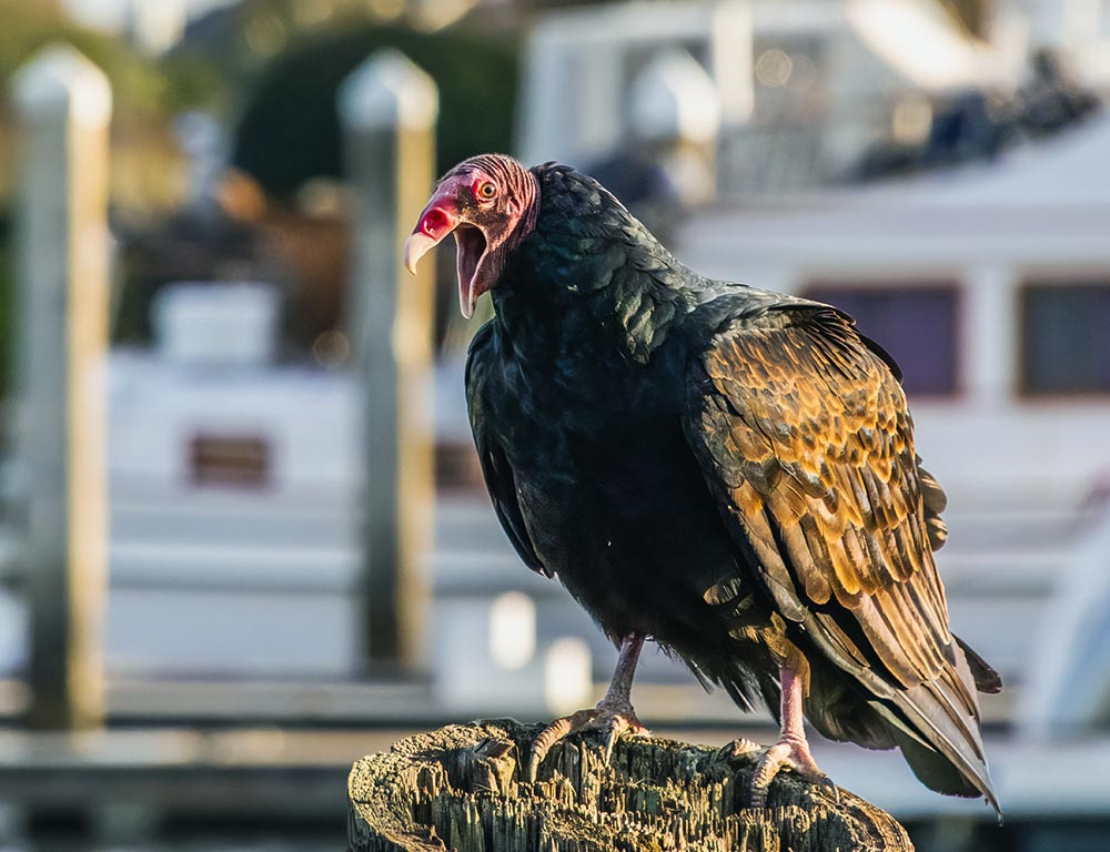 Two Types of Vultures in Virginia